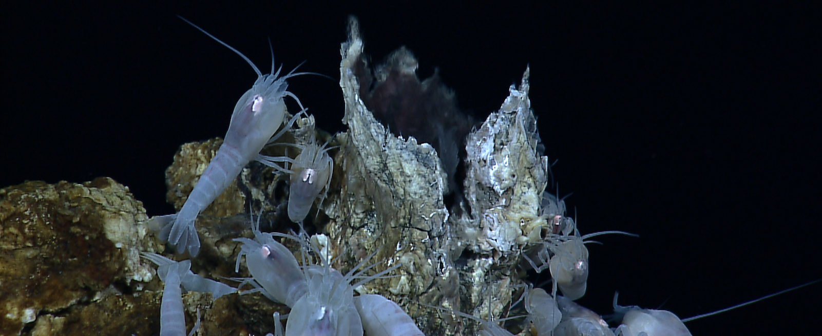 Deep-sea biodiversity in the spotlight