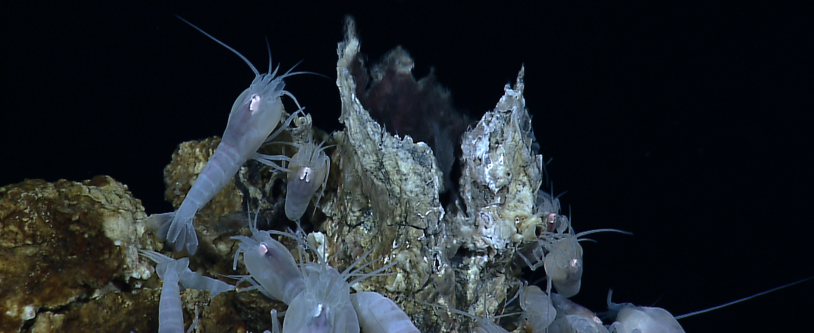 Hydrothermal vent ecosystems The Global Ocean Biodiversity