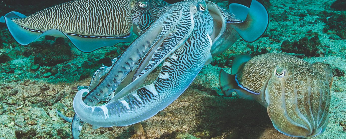 Gobi fund essay 05 image