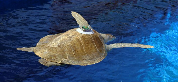 Sea turtle movements demonstrate marine connectivity across the high seas